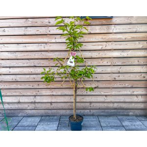 Čerešňa vtáčia (Prunus avium) ´HEDELFINGER´ - neskorá - výška 140-160 cm, kont. C7.5L - TVAROVANÁ STENA